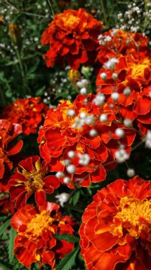 Çiçekler dünyayı daha renkli ve daha mutlu yapar.