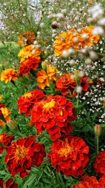 Çiçekler dünyayı daha renkli ve daha mutlu yapar.