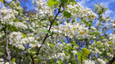 Havada bahar kokusu var.