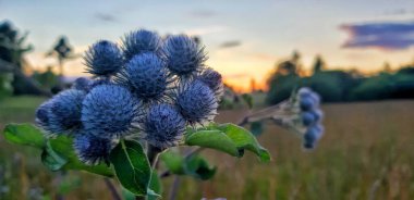 Yaz akşamlarının huzur ve güzelliği