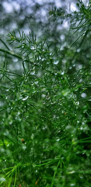 Has Just Rained Plants — Zdjęcie stockowe