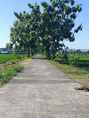 Ağaçların yanındaki yeşil ve sarı ağaçların mavi gökyüzü arkaplanı var. Yaz manzarası.