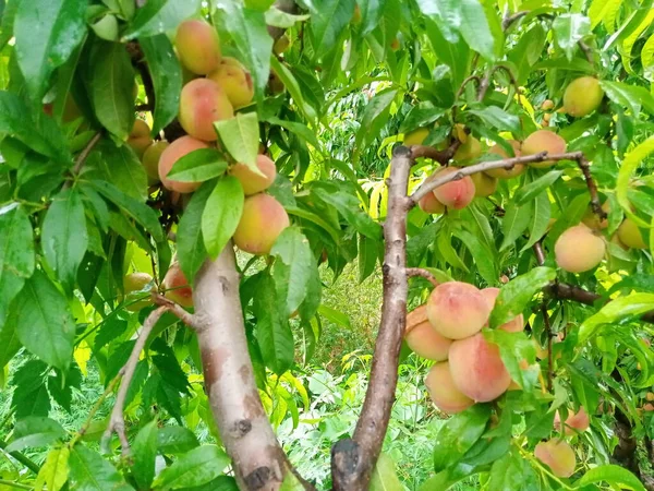 Peach Fruit on his tree