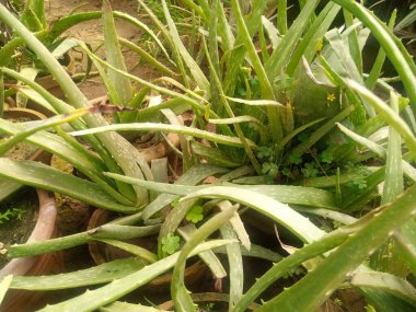 Çiçek, bahçe konsepti, elle çizilmiş.