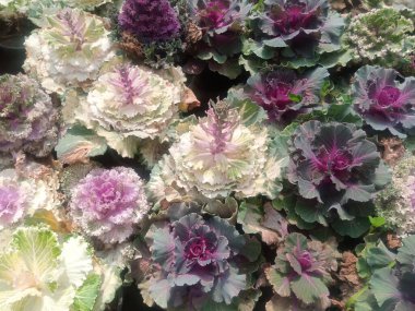 Çiçek, bahçe konsepti, elle çizilmiş.