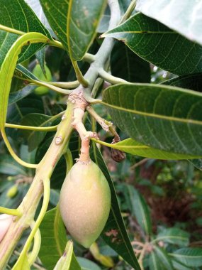 Yeşil ve nadir bulunan bitki yaprakları