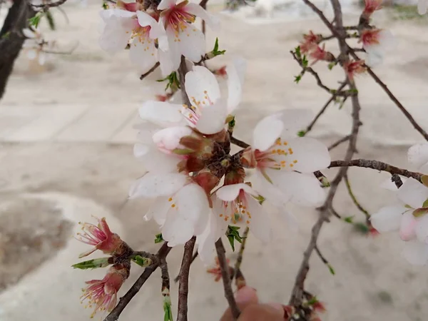 Almond Blossoms White Pink Flower — Foto Stock