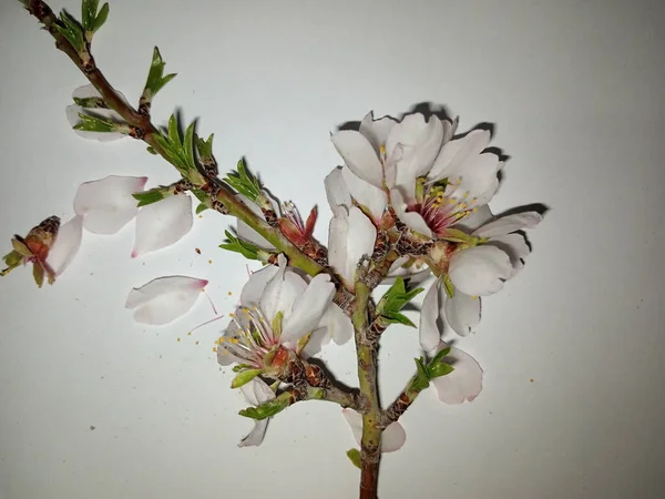 Mandelblüten Weiße Und Rosa Blume — Stockfoto