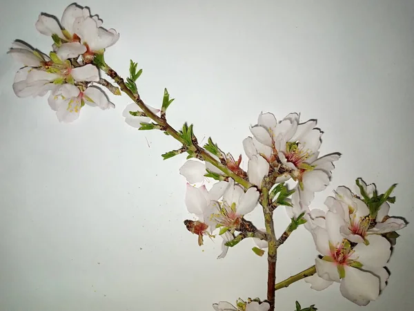 Mandelblüten Weiße Und Rosa Blume — Stockfoto