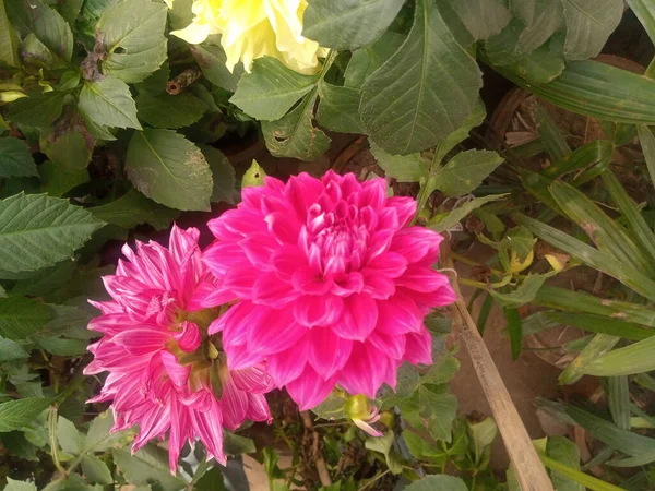 Çiçek Bahçe Konsepti Elle Çizilmiş — Stok fotoğraf