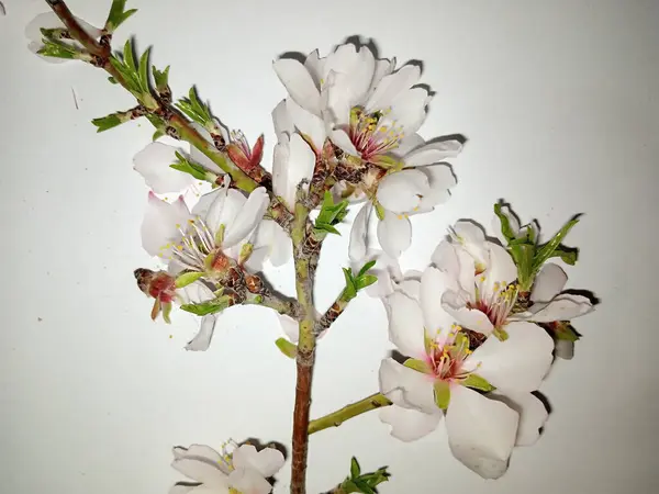 Mandelblüten Weiße Und Rosa Blume — Stockfoto