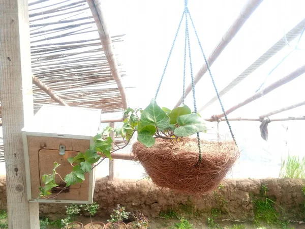 Beautiful Home Made Hanging Planter Plant — Stock Photo, Image
