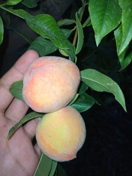 Peach Fruit His Tree — Stockfoto