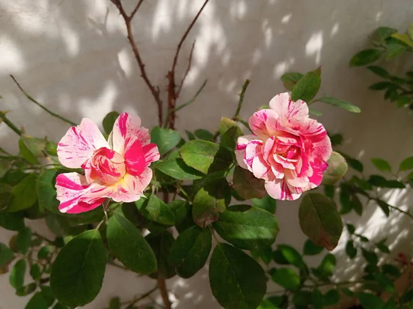 Uma Flor Conceito Jardinagem Desenhado Mão — Fotografia de Stock