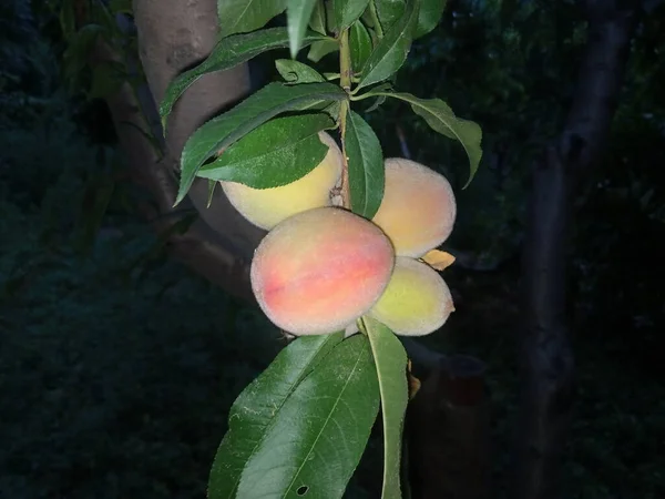 Peach Fruit His Tree — Stockfoto