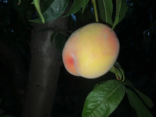 Peach Fruit on his tree