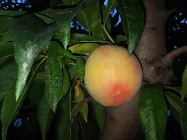 Peach Fruit His Tree — Zdjęcie stockowe