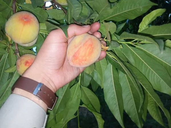Peach Fruit on his tree
