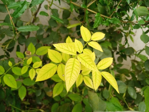 Grüne Und Seltene Blätter Der Pflanze — Stockfoto