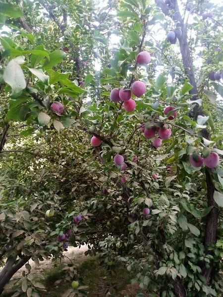 Ciruela Con Hojas Verdes — Foto de Stock