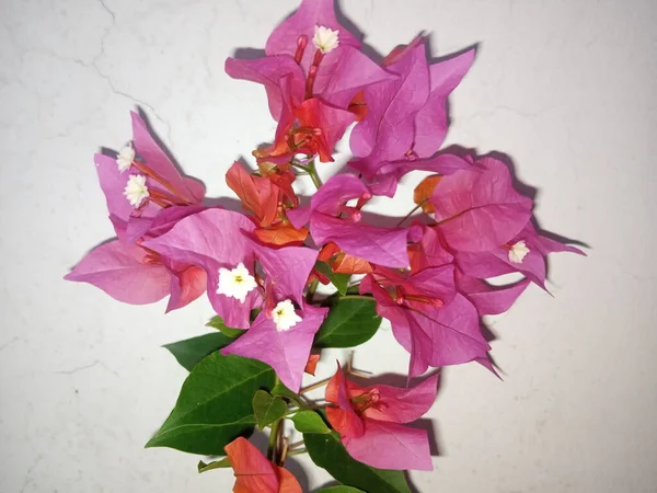 Beyaz Arkaplanda Pembe Çiçek — Stok fotoğraf