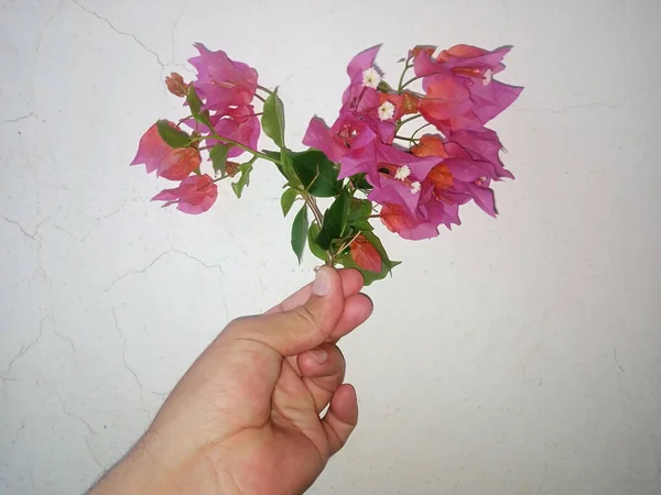 Rózsaszín Virág Fehér Háttér — Stock Fotó