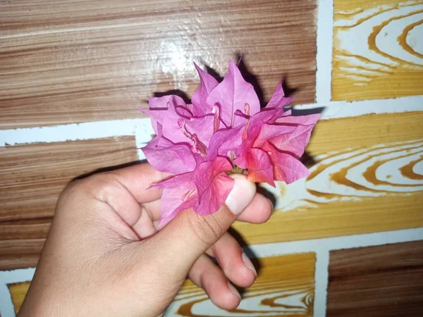 Beyaz Arkaplanda Pembe Çiçek — Stok fotoğraf