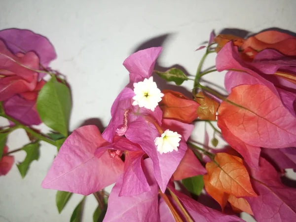 Rózsaszín Virág Fehér Háttér — Stock Fotó