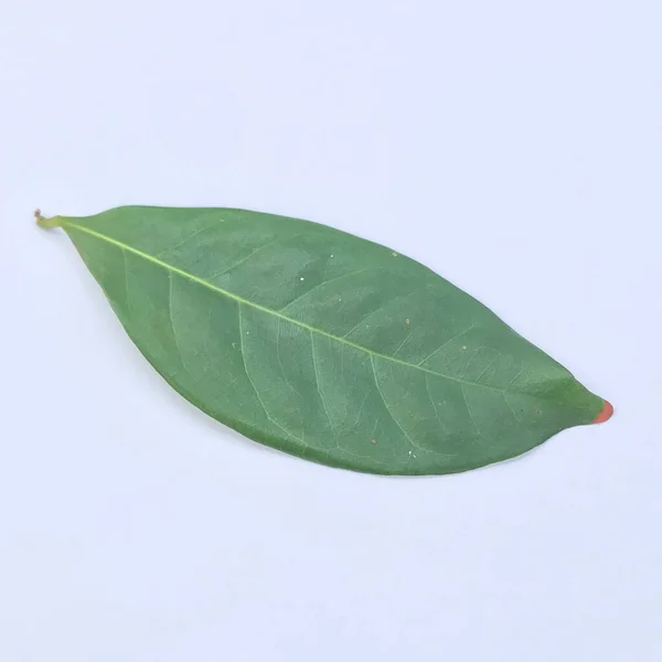 Hojas Starfruit Aisladas Sobre Fondo Blanco —  Fotos de Stock