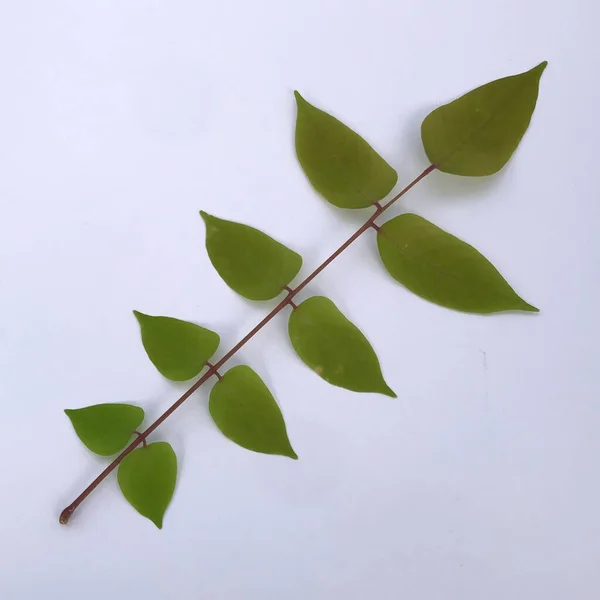 Starfruit Листья Изолированы Белом Фоне — стоковое фото