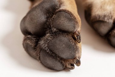 Beyaz arka planda Cane Corso 'nun yakın plan portresi. Yaklaş - bir baston köpek pençesi. Cane Corso, renk formentino.