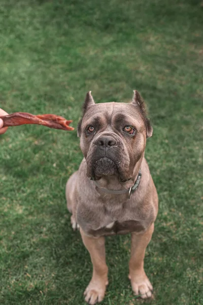 Dried Treats Dogs Dog Cane Corso Asks Owner His Favorite — Stockfoto