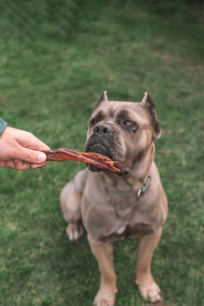 dried treats for dogs. A dog Cane Corso asks the owner for his favorite treat. Rewarding the dog with a dried treat