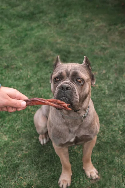 dried treats for dogs. A dog Cane Corso asks the owner for his favorite treat. Rewarding the dog with a dried treat