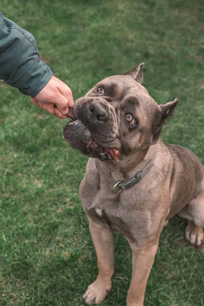 dried treats for dogs. A dog Cane Corso asks the owner for his favorite treat. Rewarding the dog with a dried treat