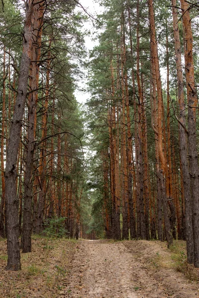 Autumn forest. Walk in the pine forest. Place for rest and relaxation. Place of power.