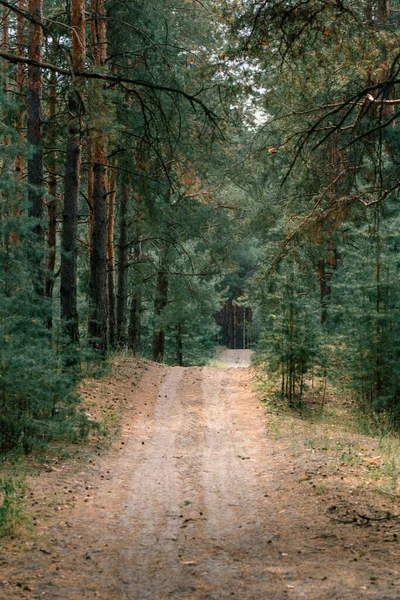 Autumn forest. Walk in the pine forest. Place for rest and relaxation. Place of power.