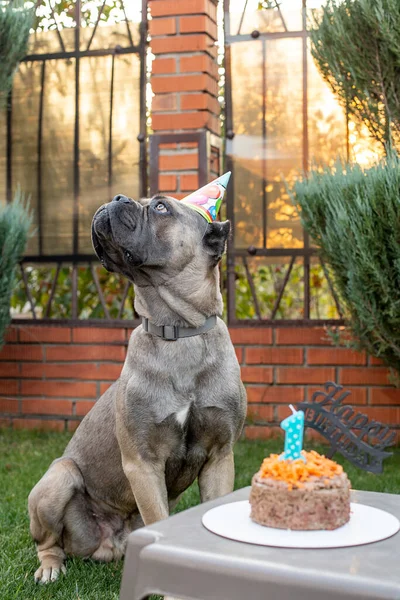 Ein Hund Und Ihr Geburtstagsgeschenk Form Einer Geburtstagstorte Ein Süßer — Stockfoto