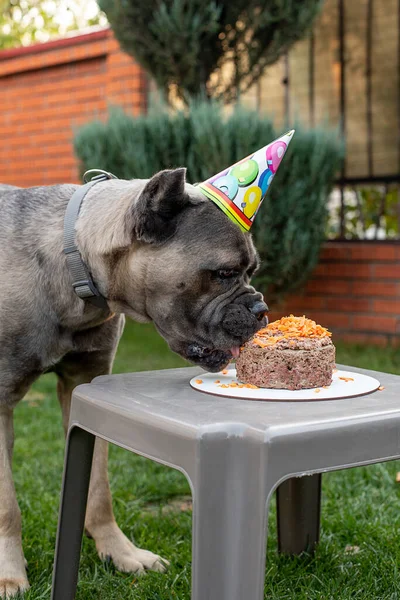 Ein Hund Und Ihr Geburtstagsgeschenk Form Einer Geburtstagstorte Ein Süßer — Stockfoto