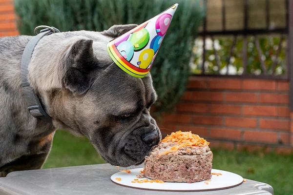 Doğum Günü Pastası Şeklinde Bir Köpek Doğum Günü Hediyesi Şapkalı — Stok fotoğraf