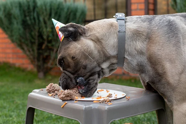 Doğum Günü Pastası Şeklinde Bir Köpek Doğum Günü Hediyesi Şapkalı — Stok fotoğraf