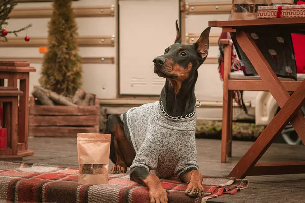 Doberman dog breed on New Years holidays. Christmas holidays in a motor home. The dog near the Christmas tree received a gift in the form of treats. Advertisement for dog treats. merry christmas