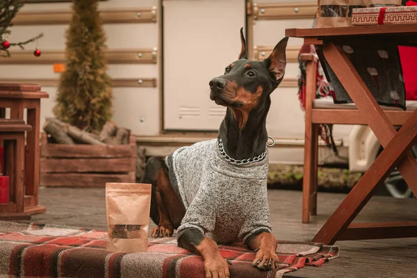 Doberman köpek yeni yıl tatiline çıkar. Bir karavanda Noel tatili. Noel ağacının yanındaki köpek ödül olarak bir hediye aldı. Köpek maması reklamı için. Mutlu Noeller.