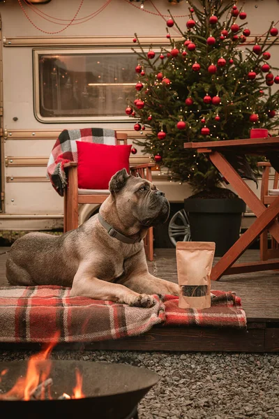 Cfne corso köpek cinsi yeni yıl tatili. Bir karavanda Noel tatili. Noel ağacının yanındaki köpek ödül olarak bir hediye aldı. Köpek maması reklamı için. Mutlu Noeller.
