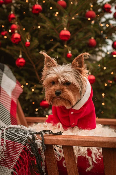 Dog breed Yorkshire terrier for the New Year holidays. Christmas holidays in a motor home. The dog near the Christmas tree received a gift in the form of a treat. Merry Christmas
