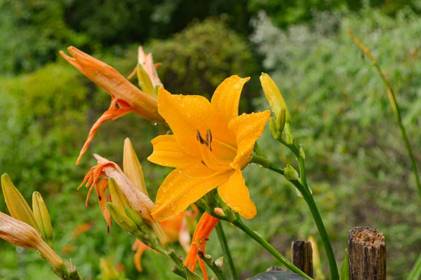 Close-up of a yellow daylily flower.