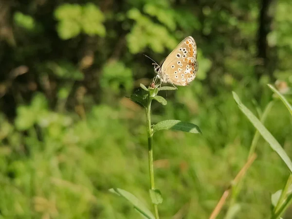 Close-up of a butterfly Aricia agestis at the end of a plant.