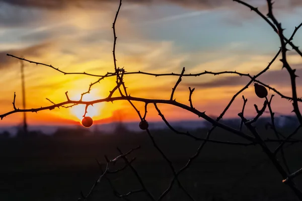 Close-up of a bush, in winter, with a sunset in the background.