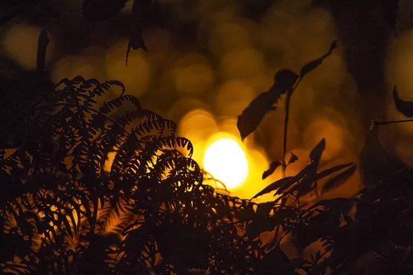 Nahaufnahme Von Farnen Vordergrund Eines Sonnenuntergangs — Stockfoto