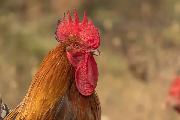 Close Head Farmyard Rooster — Stock Photo, Image